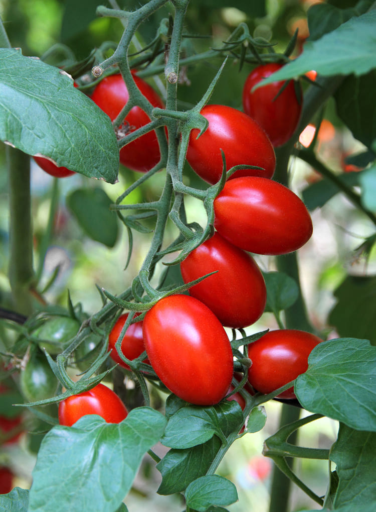 Tomatoes