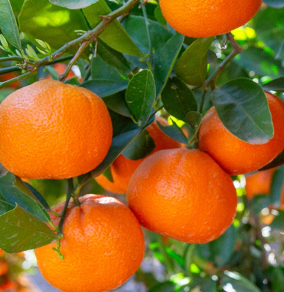 Citrus