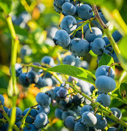 Blueberries