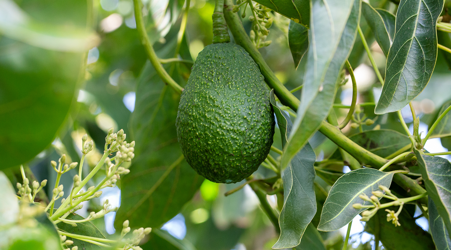 Avocados